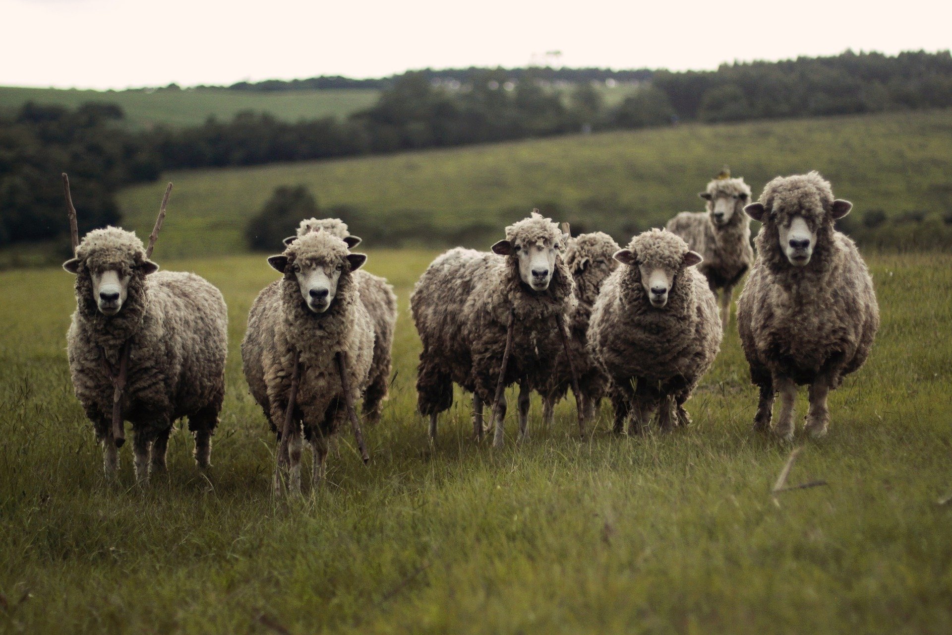 sheep 690371 1920